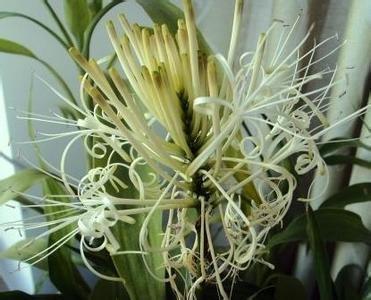 富贵竹养不好，扔个“药片”擦点“酒”，一根长2米，开花好兆头