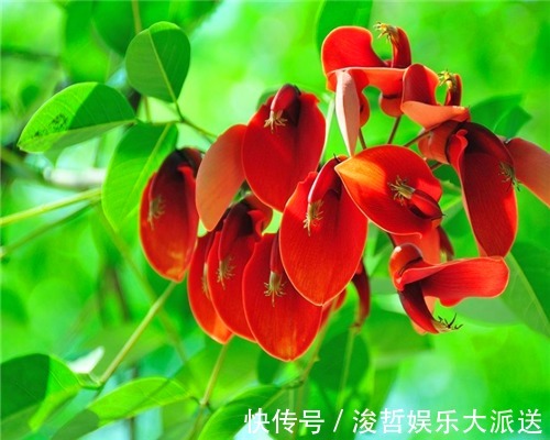 妙招|色彩斑斓的刺桐怎么养教你3个养护刺桐的小妙招,花开艳丽美观