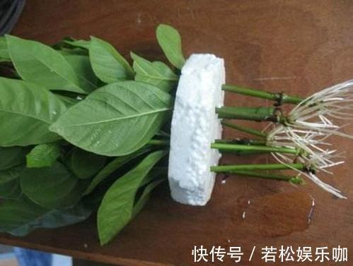 花卉|生根剂不用买,用家家都有的“小东西”,2分钟就能制出来