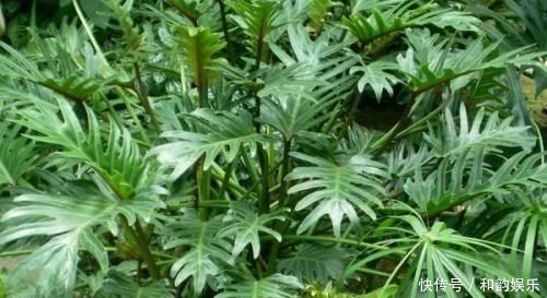 三伏天里,家里摆3种“叶子花”,叶子比花更漂亮,很有“档次”