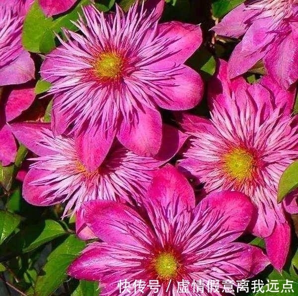 铁线莲中最漂亮的就和品种，有一种就美翻了小院！不要错过！