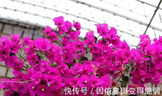 家庭养花,那就选此6种,好养易管理,你也能变养花高手