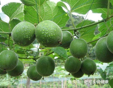 咳嗽痰|立秋后，咳嗽痰多，不要慌！常用此果泡水，润肺止咳，胜过止咳药