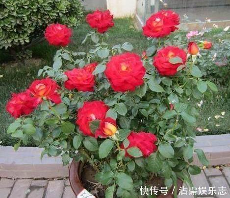 家里的盆栽花期不开花、还枯死了,是啥原因答案在这里