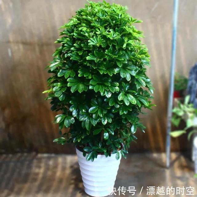 3种花自带“财气”,家里养一盆,财源广进、日子越来越红火