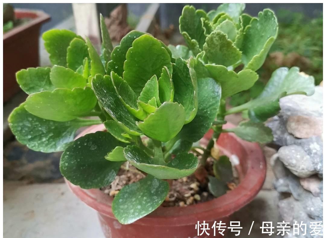 修剪|9月开始，给长寿花多做4件事，让它多冒新芽，孕蕾更多