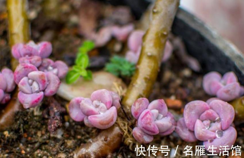 植株|养了3年的多肉不爆头,教你这样“摘叶子”,侧芽一个接着一个冒