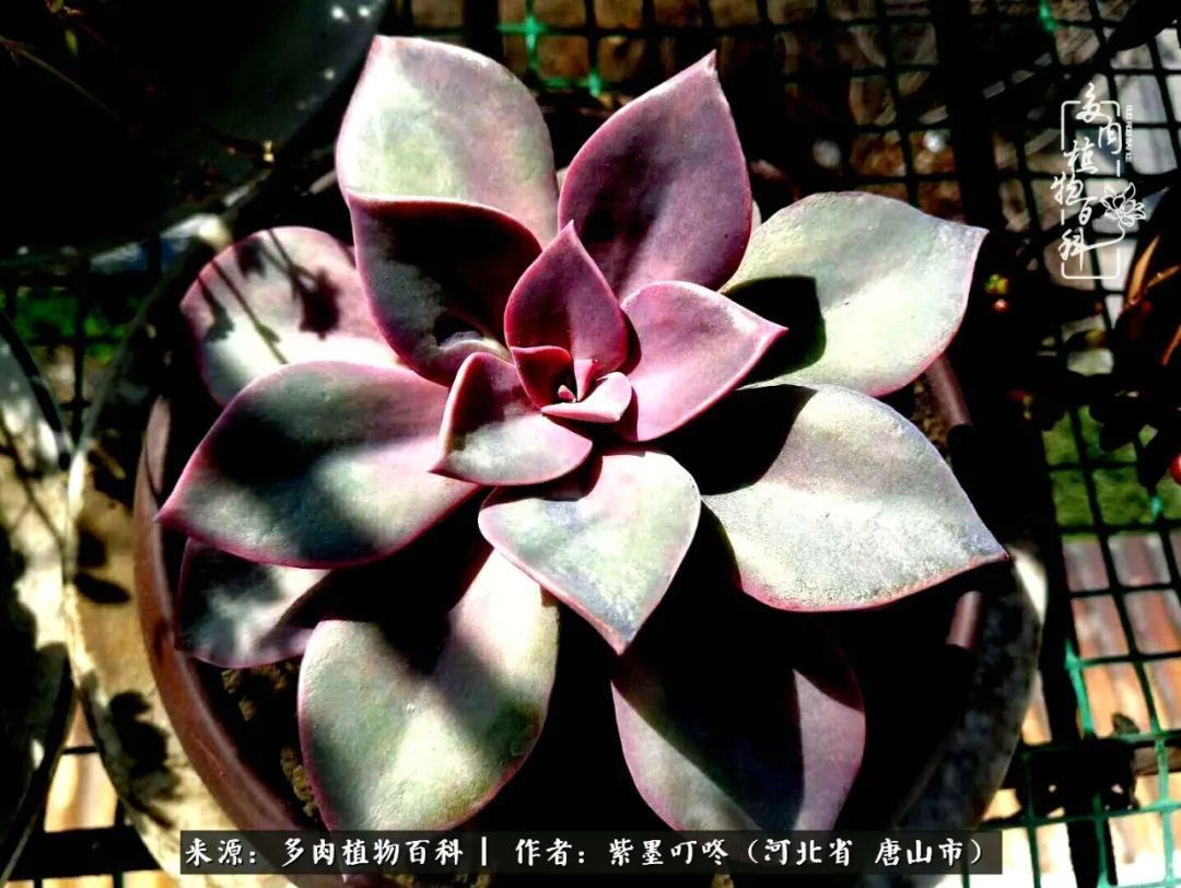 疗愈|从平凡中寻找美感，从噪杂中寻找宁静——多肉给予我的心灵疗愈！