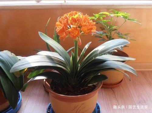 君子兰不长叶浇水用点“它”,1年长出“8个叶”,开花了!