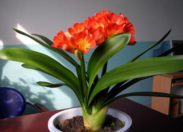 水溶肥|秋养君子兰、蟹爪兰、长寿花，注意这些，植物成长开花不受干扰