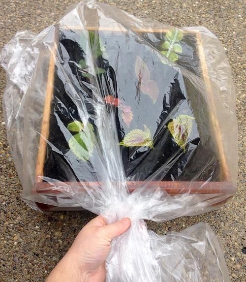  繁殖|买个保鲜盒扦插繁殖盆栽植物，成功率可以提高几倍