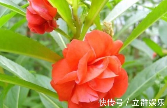 玫瑰花|1种花，人称“草本玫瑰”，比玫瑰美，比月季好养，芳香飘满屋