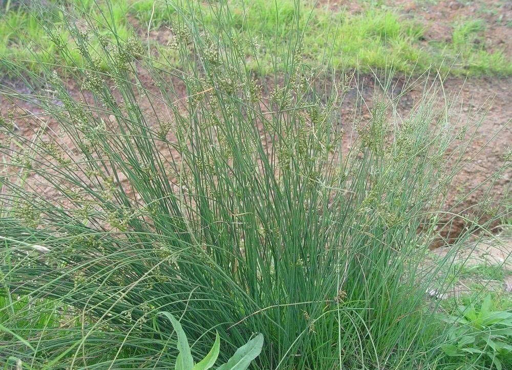 农村水边一种野草，过去用它做蜡烛芯，如今当药材种植百元一斤