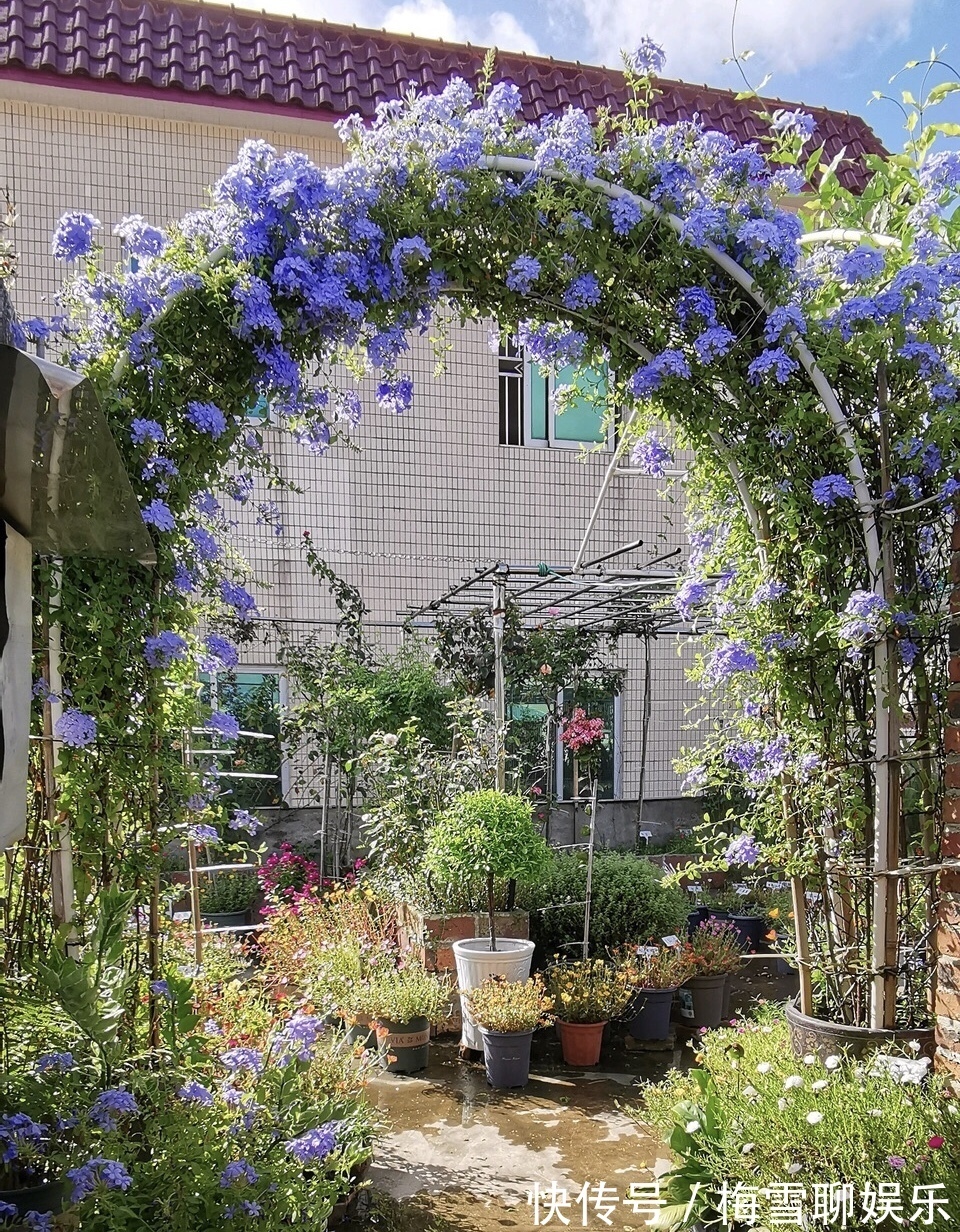 蓝雪花|九月中旬,1种花“长势猛”,剪一茬、开一茬,满枝都是花苞