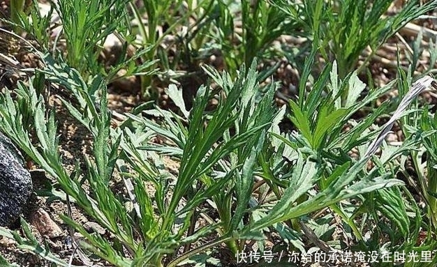 药用价值|农村这4种野菜,不仅好吃,还有很高的药用价值,你吃过几种呢?