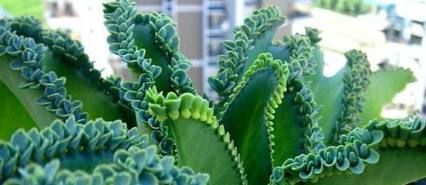 太阳花|这些盆栽花卉是家里最好养的,想养死都难赶紧养一盆