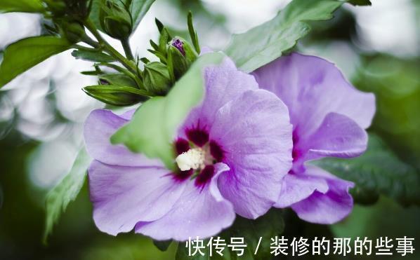 良心好花|5种被世俗耽误的良心好花,完美诠释了“我很普通,但很美”