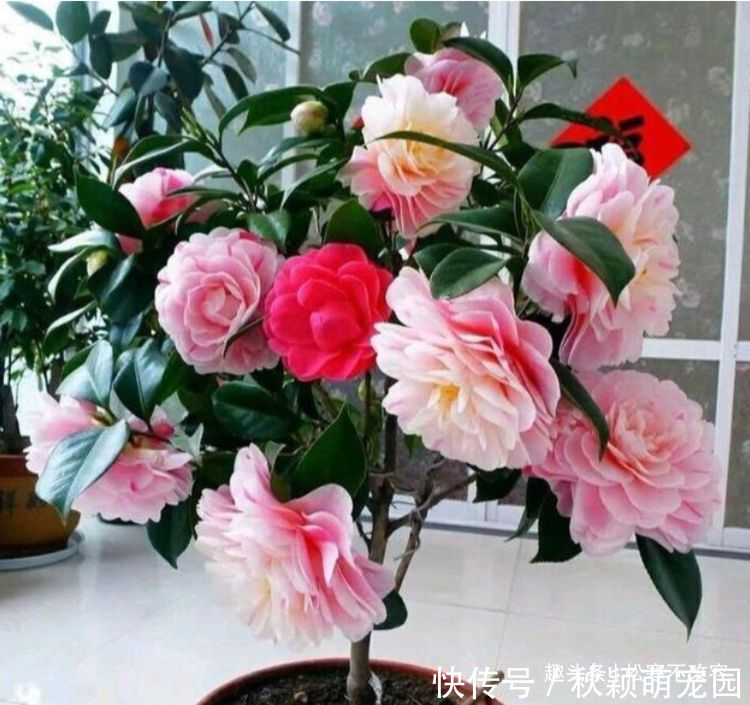 养花|喜欢养花，就养这几款，比吊兰还好养，烂漫迷人又可爱