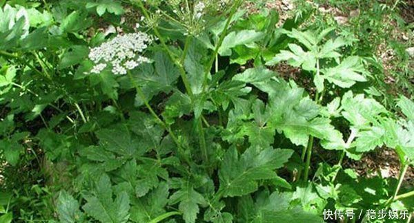 蒲公英|羌活能祛风除湿,散寒止痛,用于风寒感冒,上半身风湿痹痛