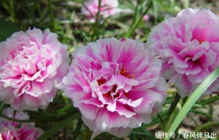 家里要养4种花,开花吉祥喜庆,看了就让人沉醉,年年开花不断