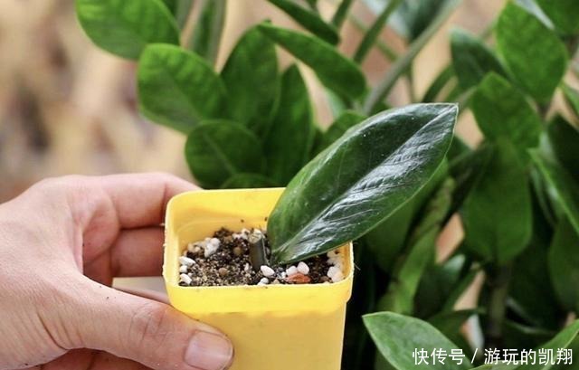 变高|客厅养护“金钱树”,2个方法学好了,16天冒新芽,植株变高!