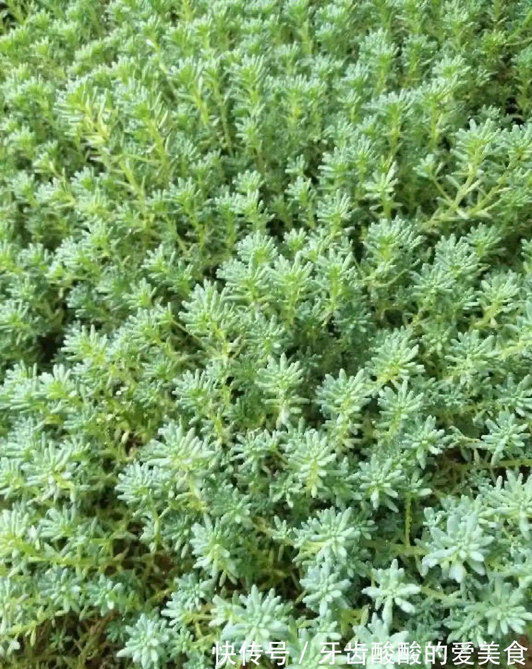 1个盆里塞800棵多肉,鼓到爆炸,看都不敢看