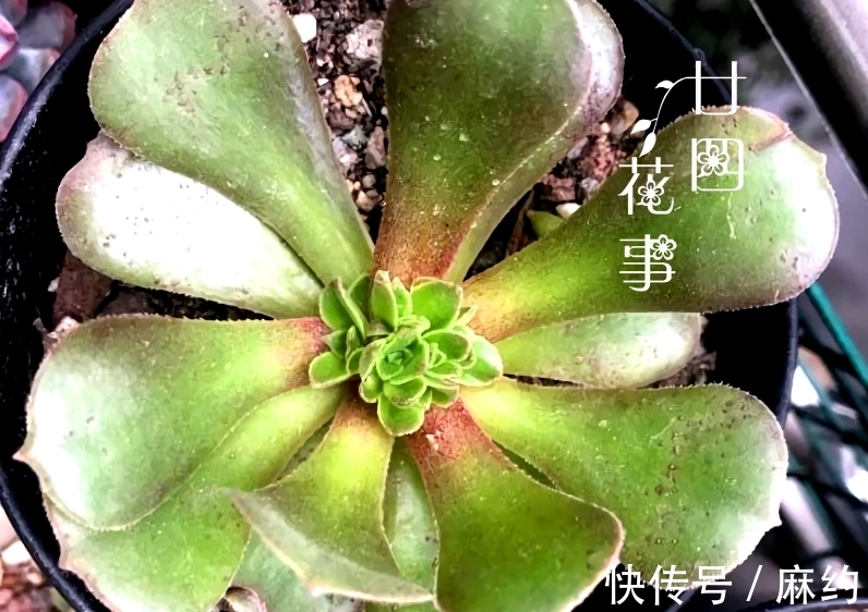 4种方法,让单头多肉变多头,总有一种适合您!