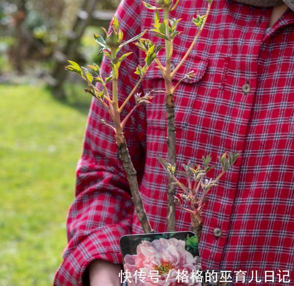 唯有牡丹真国色,花开时节动京城,浅谈牡丹花日常养护及换盆须知
