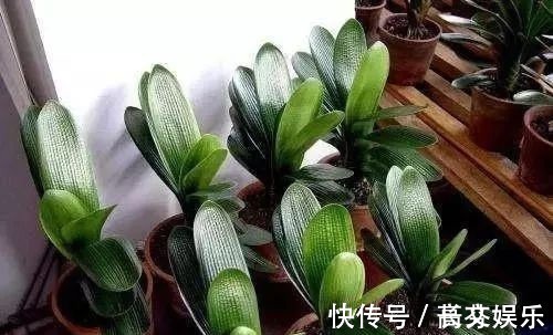 土壤|君子兰最爱“2种水”,15天用一次,花剑蹭蹭冒,1年能开2次花!