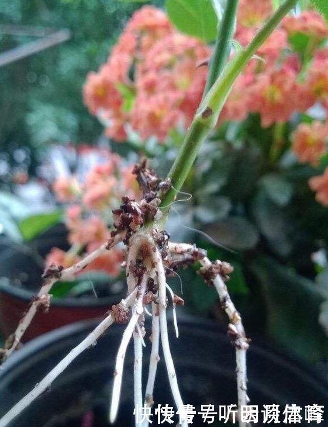 枝条|扦插月季不生根?用这捂一捂,过几天“冒白根”,变成月季大户