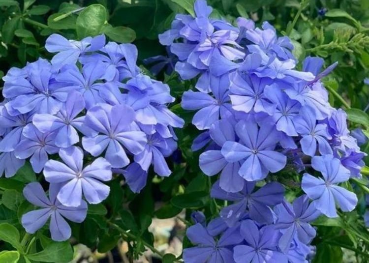 花色|4种花养了就爆盆,沾土就能活,开花就爆盆,不易生病好养护