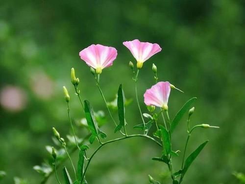 玉米田里的“惡草”，農(nóng)民見到就煩，但嫩葉卻是上佳野菜，別錯過