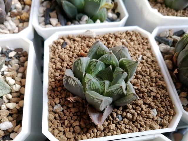 黄叶|夏天有12种花“晒不得”,见了“强光”就黄叶,挪个地方长得好