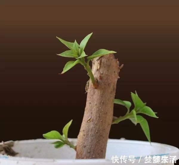 成活率|三角梅老杆扦插技巧，看完都变扦插高手