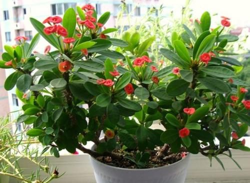 把5种花养在家里，一年四季都开花，真漂亮