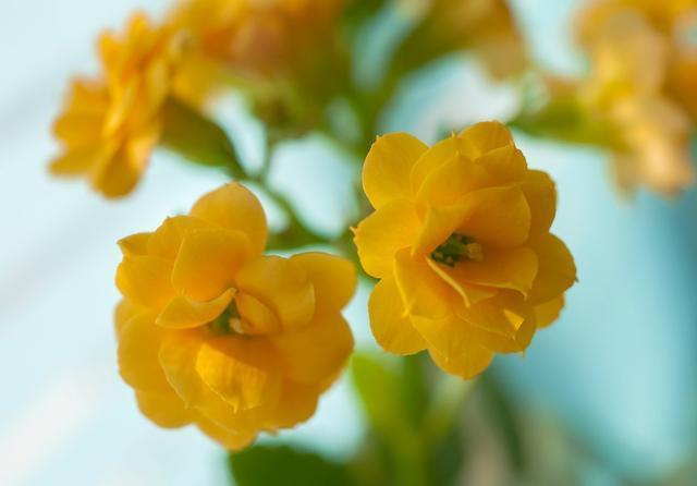 养好长寿花很简单!从这5方面下手,花期长开花旺!