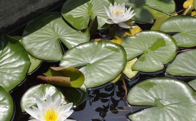 院子里的荷花鱼池，种这些绿植无需过滤又美观