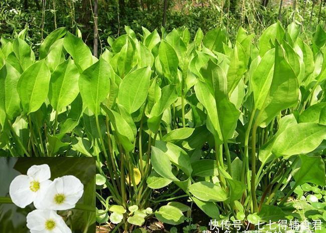 这种植物看起来似美人蕉,喜生于水中,全株有毒但又可入药