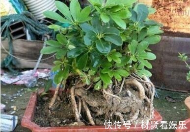 盆栽|养这“3种花”,浇点水就疯长,镇宅又旺财,回家养2盆,身体好