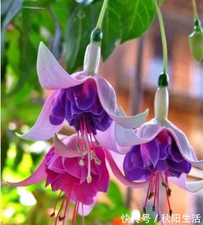 4种富贵花,添福添贵添好运,花朵迷人,阵阵花香,花朵大