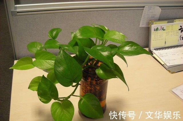 通过“扦插”开花爆盆,这4种花最适合,现在扦插,半个月有一盆