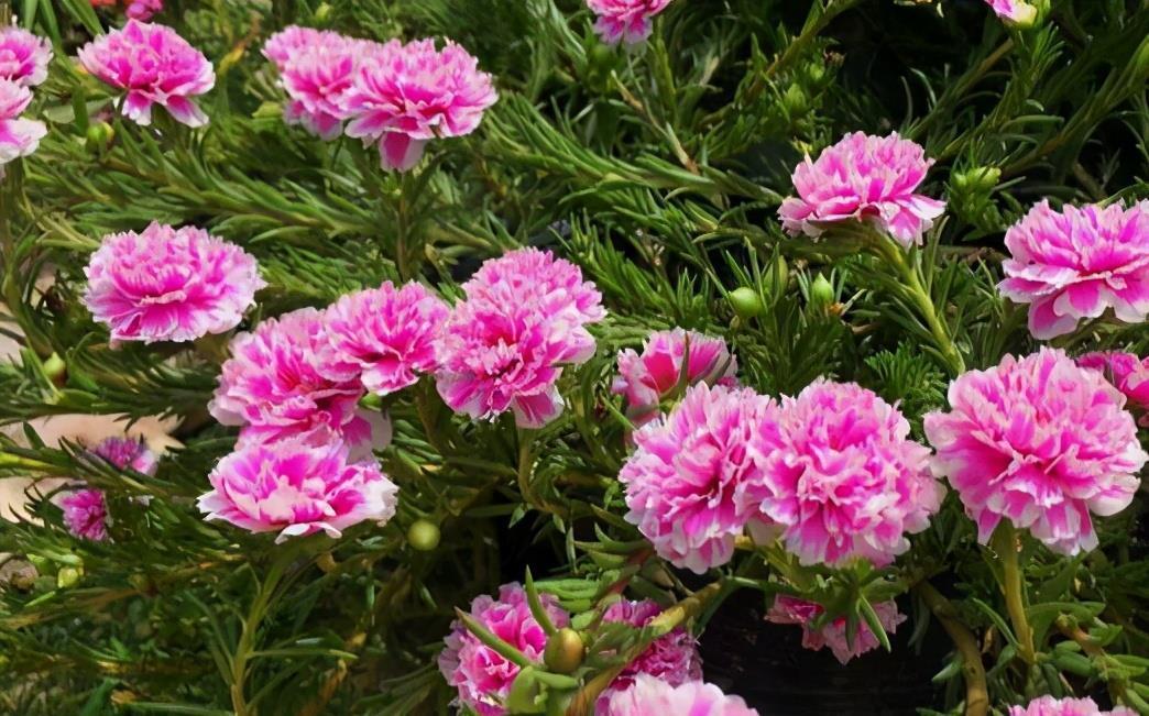 开成“红毯”的4种花，撒把种子开花十几年，邻居见了都眼馋