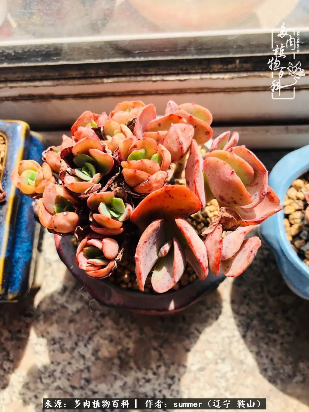 活着即是王道!我和我大东北的多肉们!