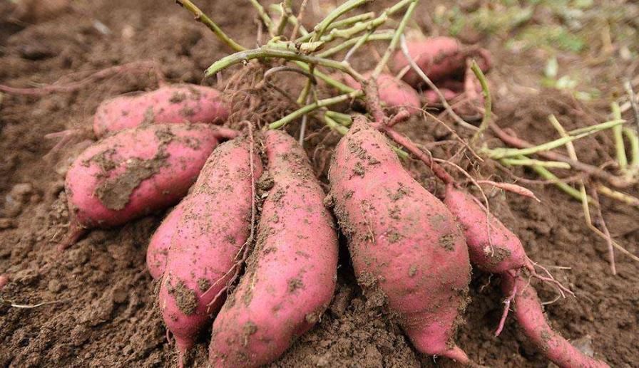 血糖升高什么导致,可能是2种素食,导致你血糖升高