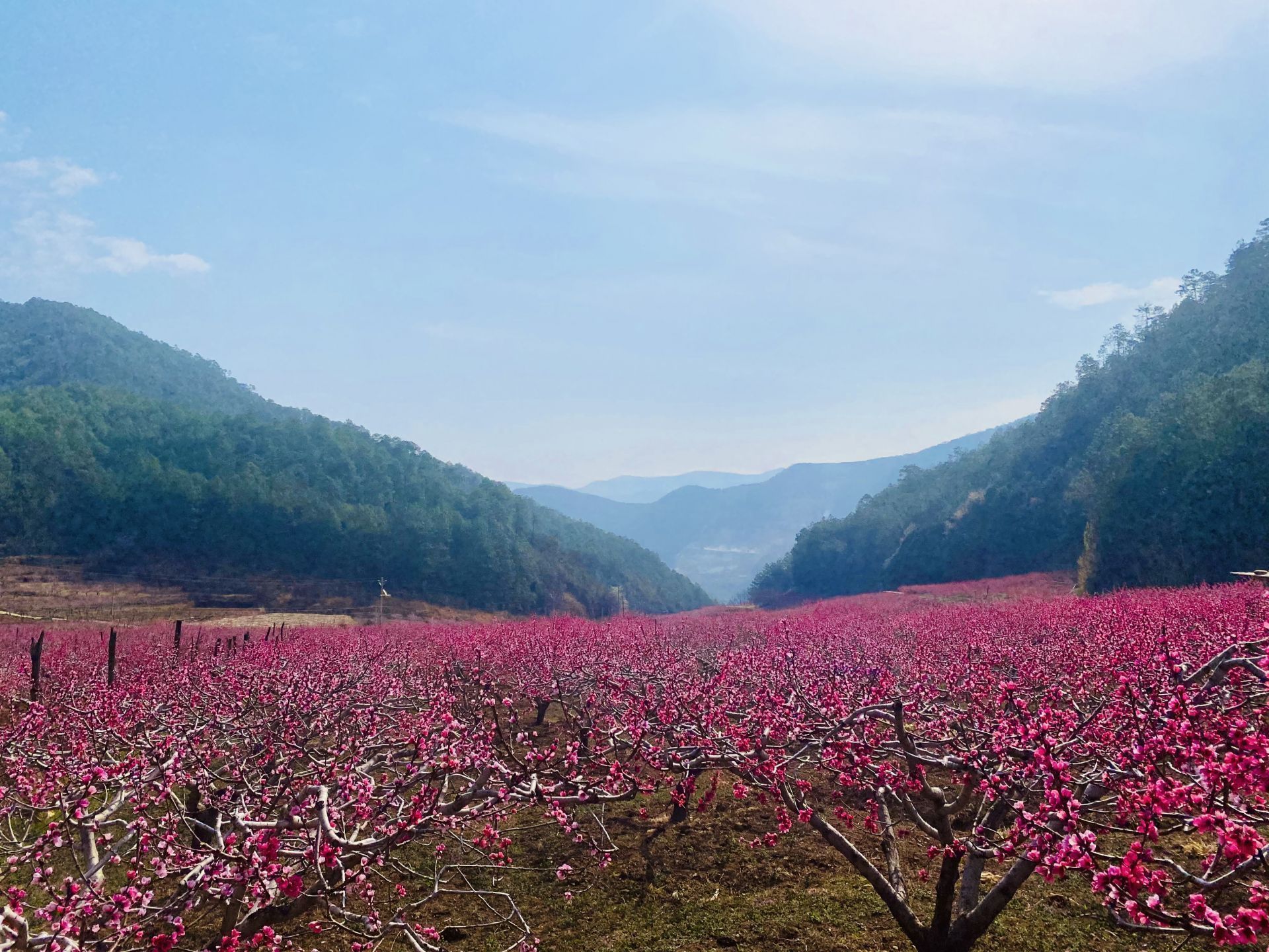 人间四月芳菲尽，我在丽江等你来！