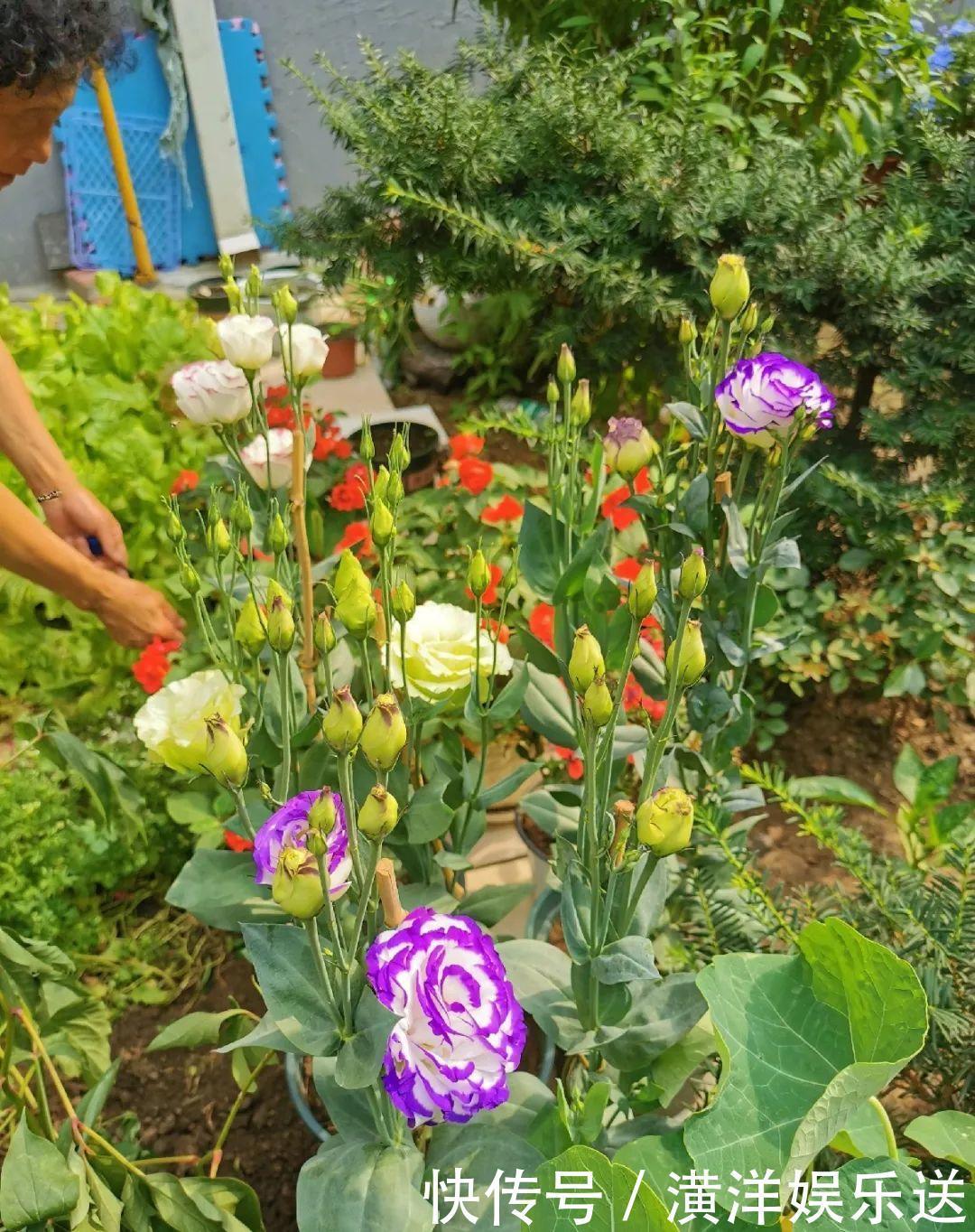 矮牵牛|70岁老妈,一天也闲不住,院子里种满了花!