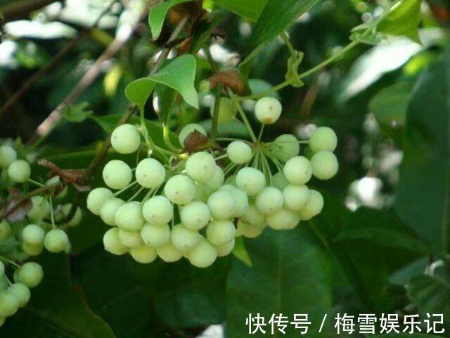 风湿骨痛|农村娃吃到吐的一种野果,没想到是风湿骨痛的克星!