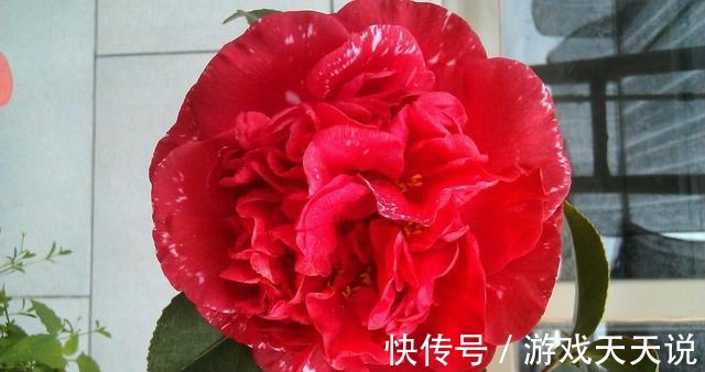 此花，温度越高越好闻，花色艳丽，花型超大，养护简单适合新手！