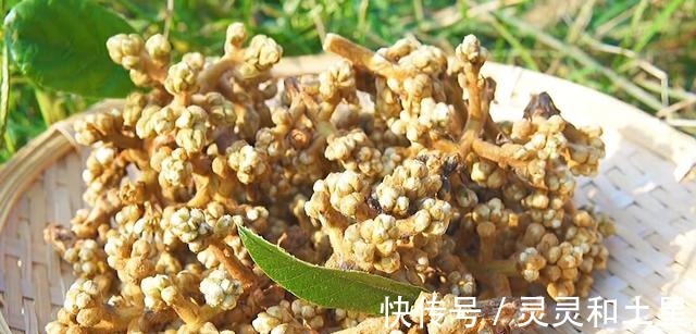 冬季农村人不买枇杷膏,多采这个食材,就能熬大一罐,舒心过冬!