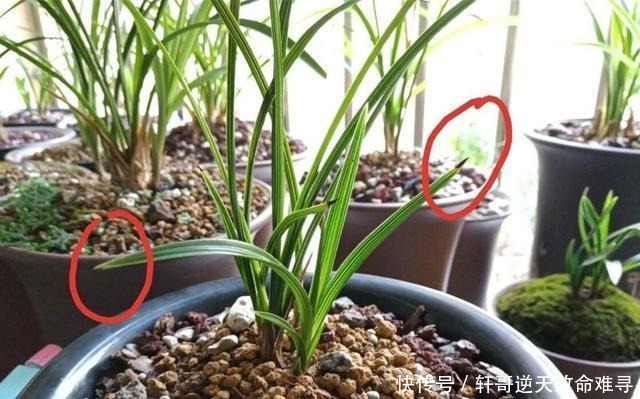 兰花叶片焦尖,剪了还往下焦,5个方面下手来解决!